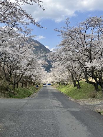 学校近くの中野の桜並木